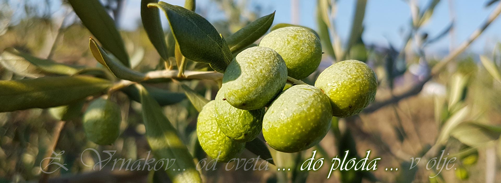 banner3.jpg
